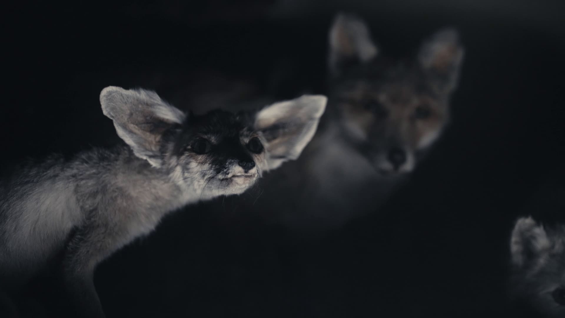 Docudays Festival Promo 1